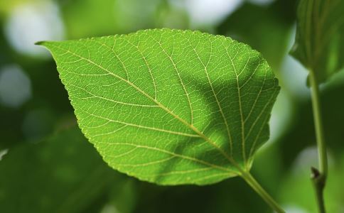 中医医治荨麻疹 荨麻疹中医怎样分型 荨麻疹中医药方